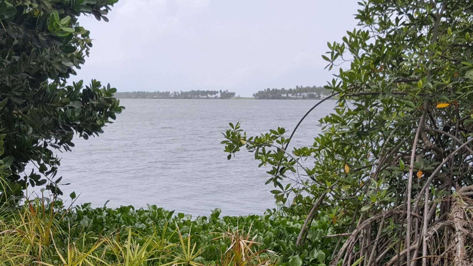 Réhabilitation d'une forêt classée dégradée à Agbo 2 dans la région de la Mé (projet privé). Conservation de la mangrove à Braffédon dans la région de Grand Lahou, source de purification et d'équilibre de la biodiversité marine.